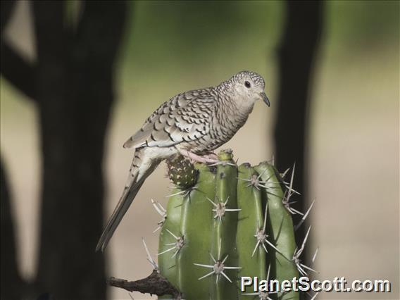 Scaled Dove (Columbina squammata)