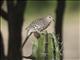 Scaled Dove (Columbina squammata)