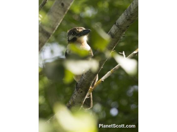 Russet-throated Puffbird (Hypnelus ruficollis)