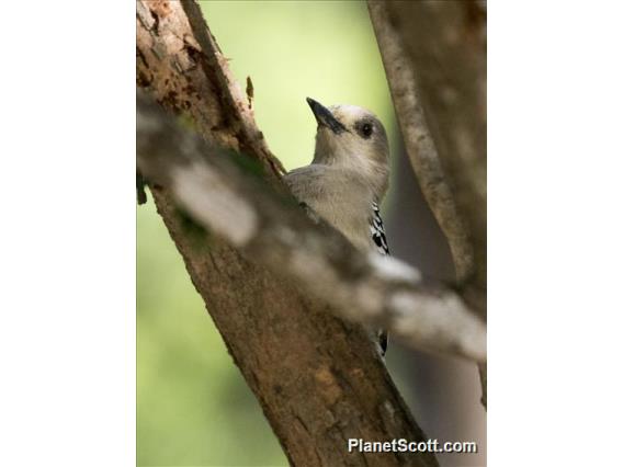 Red-crowned Woodpecker (Melanerpes rubricapillus)