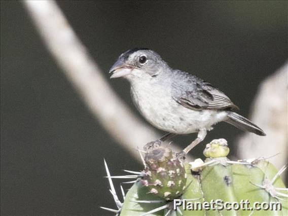 Pileated Finch (Coryphospingus pileatus) - Male