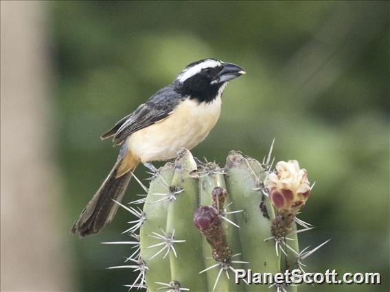 Orinocan Saltator (Saltator orenocensis)