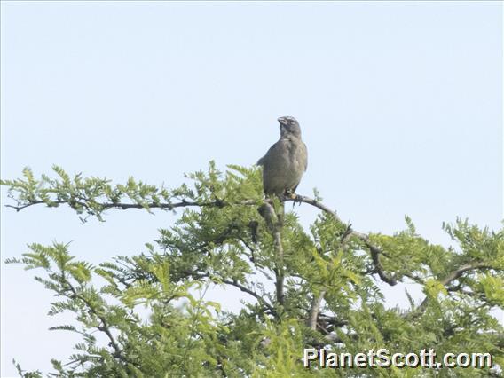 Olive-gray Saltator (Saltator olivascens)