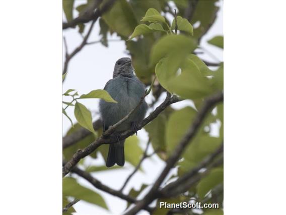 Glaucous Tanager (Thraupis glaucocolpa)