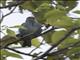 Glaucous Tanager (Thraupis glaucocolpa)