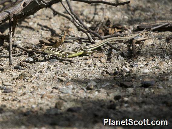 Rainbow Whiptail (Cnemidophorus arenivagus)