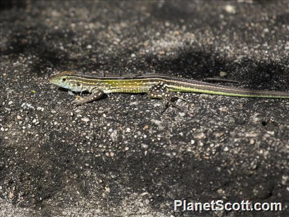 Giant Dusky Ameiva (Ameiva praesignis)