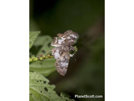 White-patterned Skipper (Chiothion asychis)