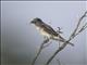 Gray Kingbird (Tyrannus dominicensis)