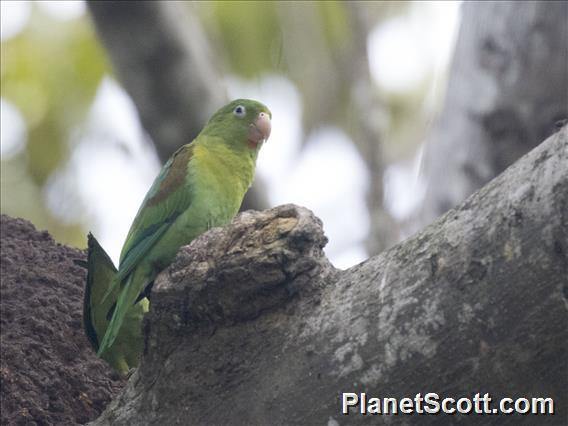 Orange-chinned Parakeet (Brotogeris jugularis)