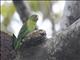 Orange-chinned Parakeet (Brotogeris jugularis)