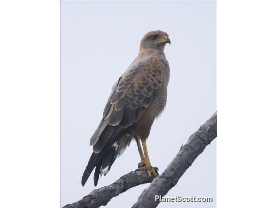 Savanna Hawk (Buteogallus meridionalis)