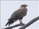 Savanna Hawk (Buteogallus meridionalis)