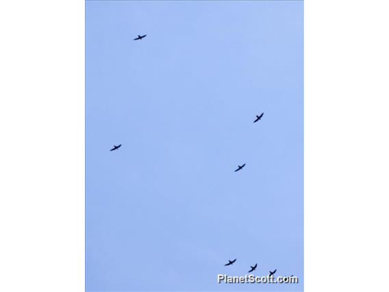 Short-tailed Swift (Chaetura brachyura)