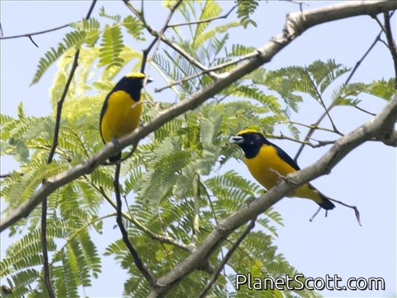 Trinidad Euphonia (Euphonia trinitatis)