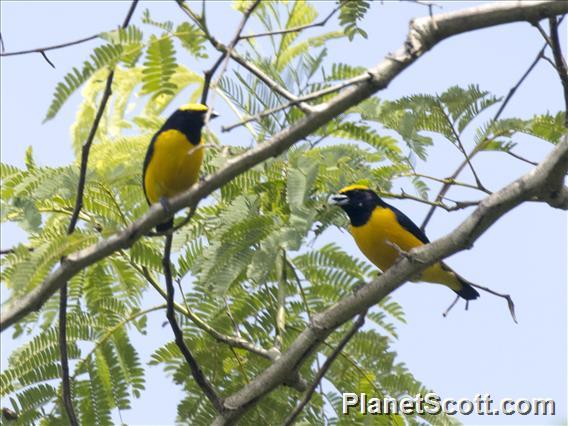 Velvet-fronted Euphonia (Euphonia concinna)