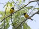 Trinidad Euphonia (Euphonia trinitatis)