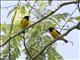 Velvet-fronted Euphonia (Euphonia concinna)