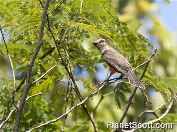 Vermilion Flycatcher (Pyrocephalus rubinus)