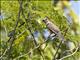 Vermilion Flycatcher (Pyrocephalus rubinus)