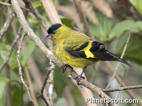 Andean Siskin (Spinus spinescens)