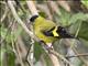 Andean Siskin (Spinus spinescens)