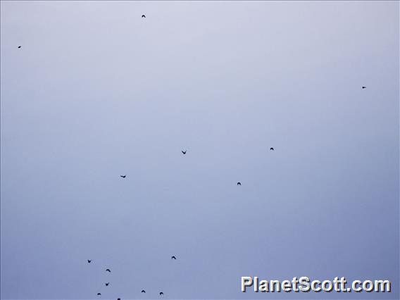 Barred Parakeet (Bolborhynchus lineola)