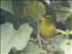 Black-crested Warbler (Myiothlypis  nigrocristata)