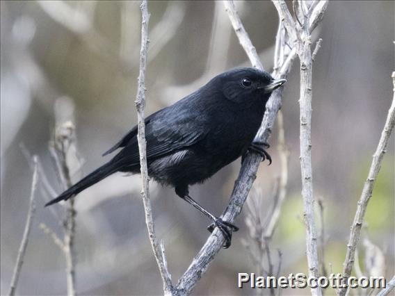 Black Flowerpiercer (Diglossa humeralis)