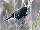 Black Flowerpiercer (Diglossa humeralis)