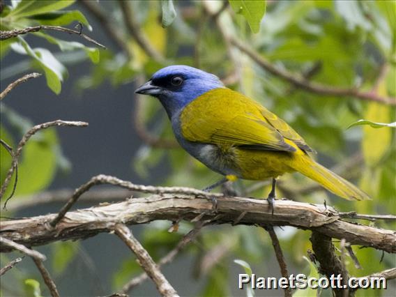 Blue-capped Tanager (Sporathraupis cyanocephala)