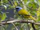 Blue-capped Tanager (Sporathraupis cyanocephala)