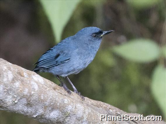 Bluish Flowerpiercer (Diglossa caerulescens)