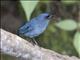 Bluish Flowerpiercer (Diglossa caerulescens)