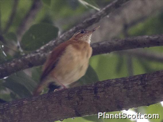 Caribbean Hornero (Furnarius longirostris)