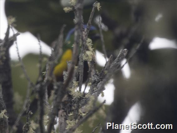 Chestnut-breasted Chlorophonia (Chlorophonia pyrrhophrys)