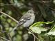 Lesser Elaenia (Elaenia chiriquensis)