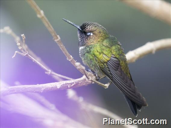 Longuemare's Sunangel (Heliangelus clarisse)