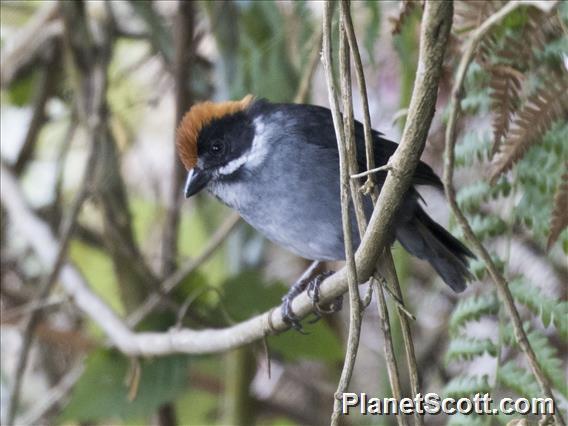 Northern Slaty Brushfinch (Atlapetes schistaceus)