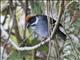 Northern Slaty Brushfinch (Atlapetes schistaceus)