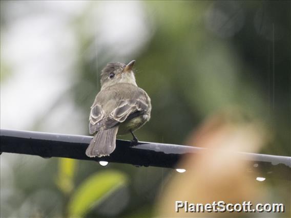 Northern Tropical Pewee (Contopus bogotensis)