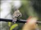 Northern Tropical Pewee (Contopus bogotensis)