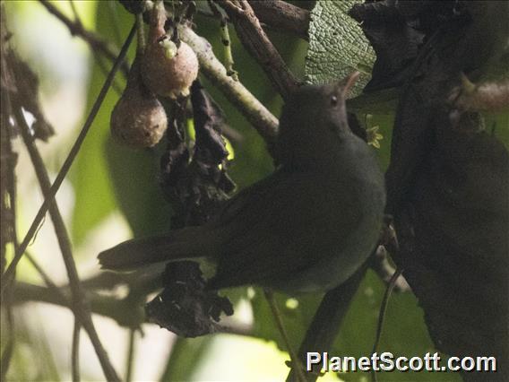 Orange-billed Nightingale-Thrush (Catharus aurantiirostris)