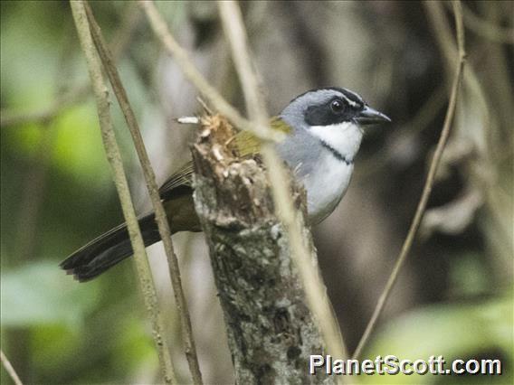 Perija Brushfinch (Arremon perijanus)