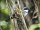 Perija Brushfinch (Arremon perijanus)