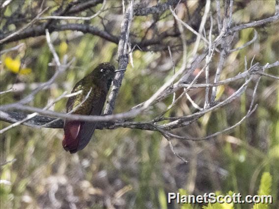 Perija Metaltail (Metallura iracunda)