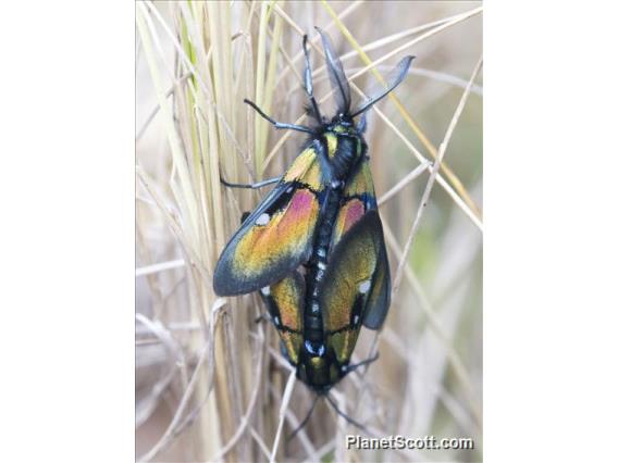 Ignita Wasp Moth (Chrysocale ignita)