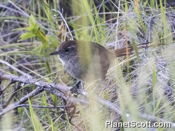 Perija Thistletail (Asthenes perijana)