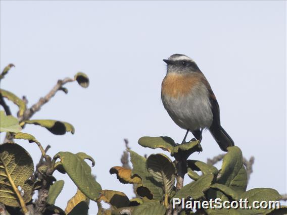 Rufous-breasted Chat-Tyrant (Ochthoeca rufipectoralis)