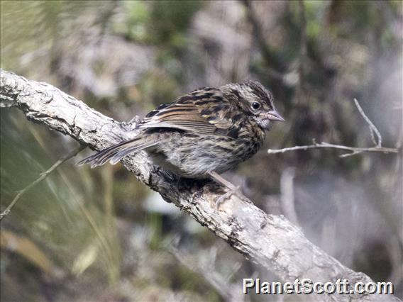 Rufous-collared Sparrow (Zonotrichia capensis)